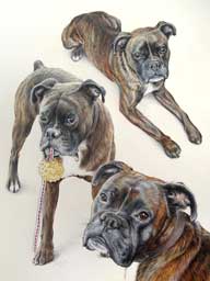 Composition en Portrait du chien Boxer Armani